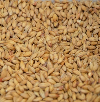 brown and white rice grains