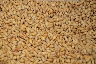 brown and white rice grains - malt