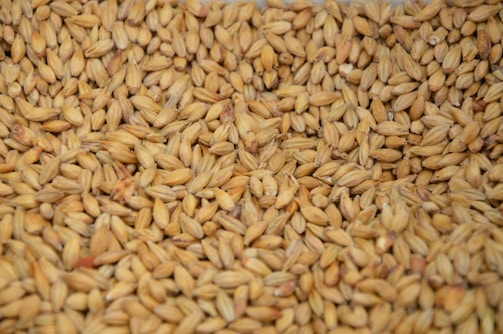 brown and white rice grains