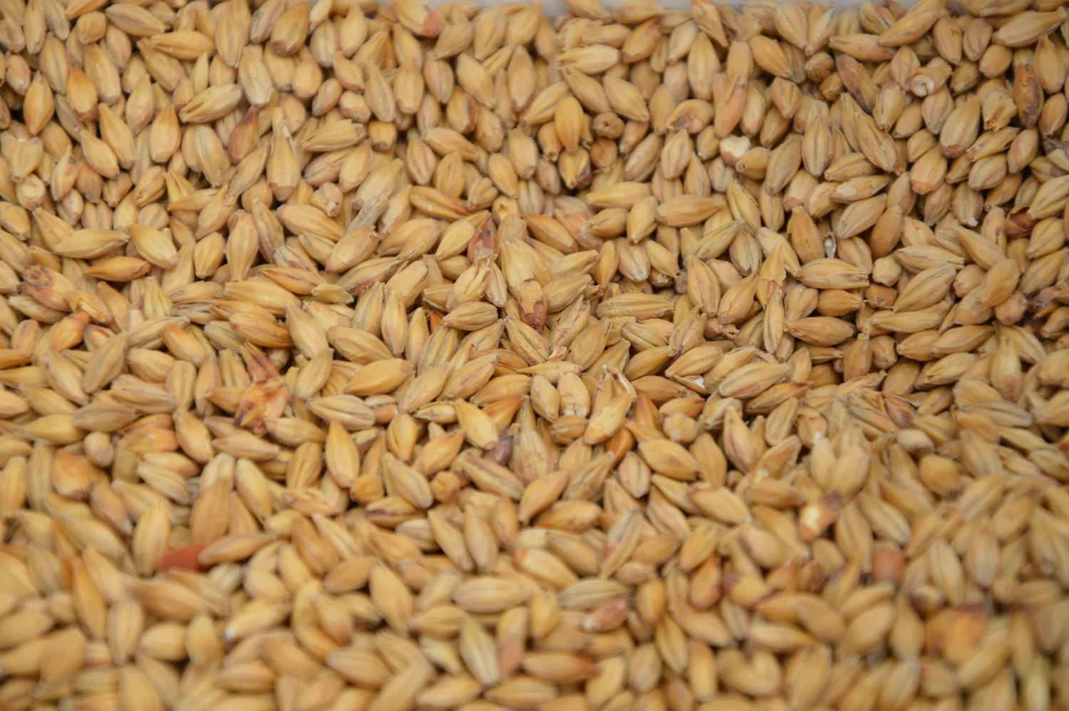 Loose kernels of malted barley filling the frame, each grain split by the light
