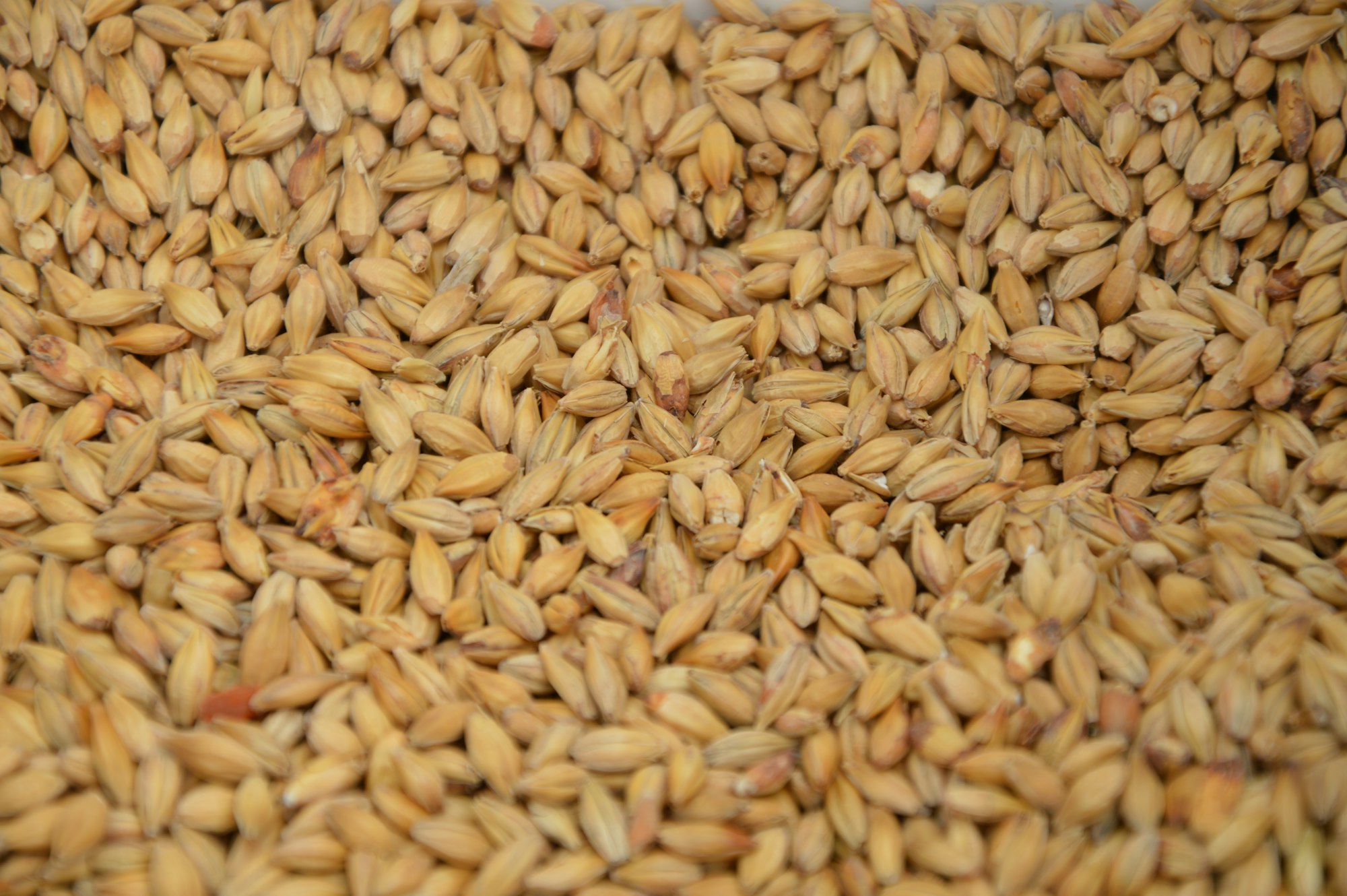 Detailed closeup of dried barley grains. 