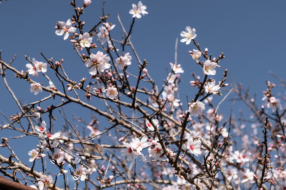 white cherry blossom flowers in bloom during daytime