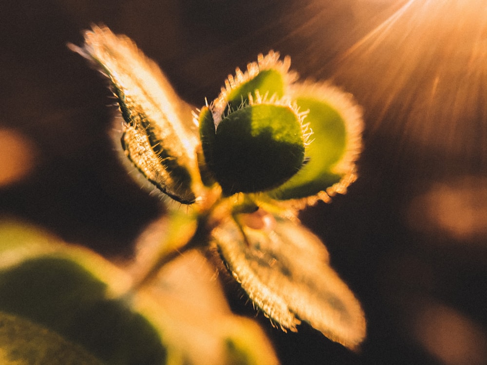 green and yellow flower bud in macro lens photography