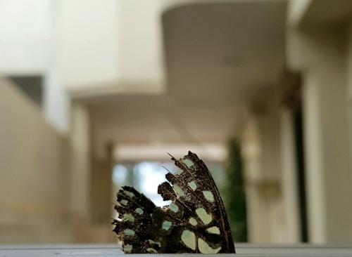 A close-up of a butterfly wing displaying intricate patterns and textures lies on a metallic or reflective surface. The background shows an out-of-focus hallway or alley with muted colors and soft lighting.