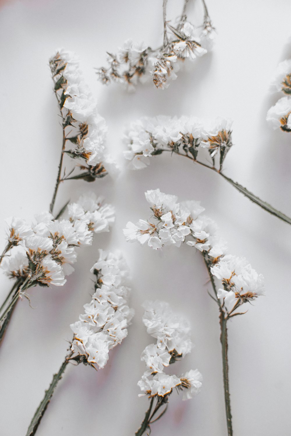 white cherry blossom in close up photography