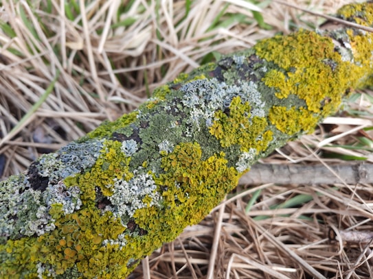 A close-up of a tree branch covered in various species of lichens, displaying shades of green, yellow, and white. The background features a blurred texture of dried grass and some green patches, suggesting a natural, outdoor environment.