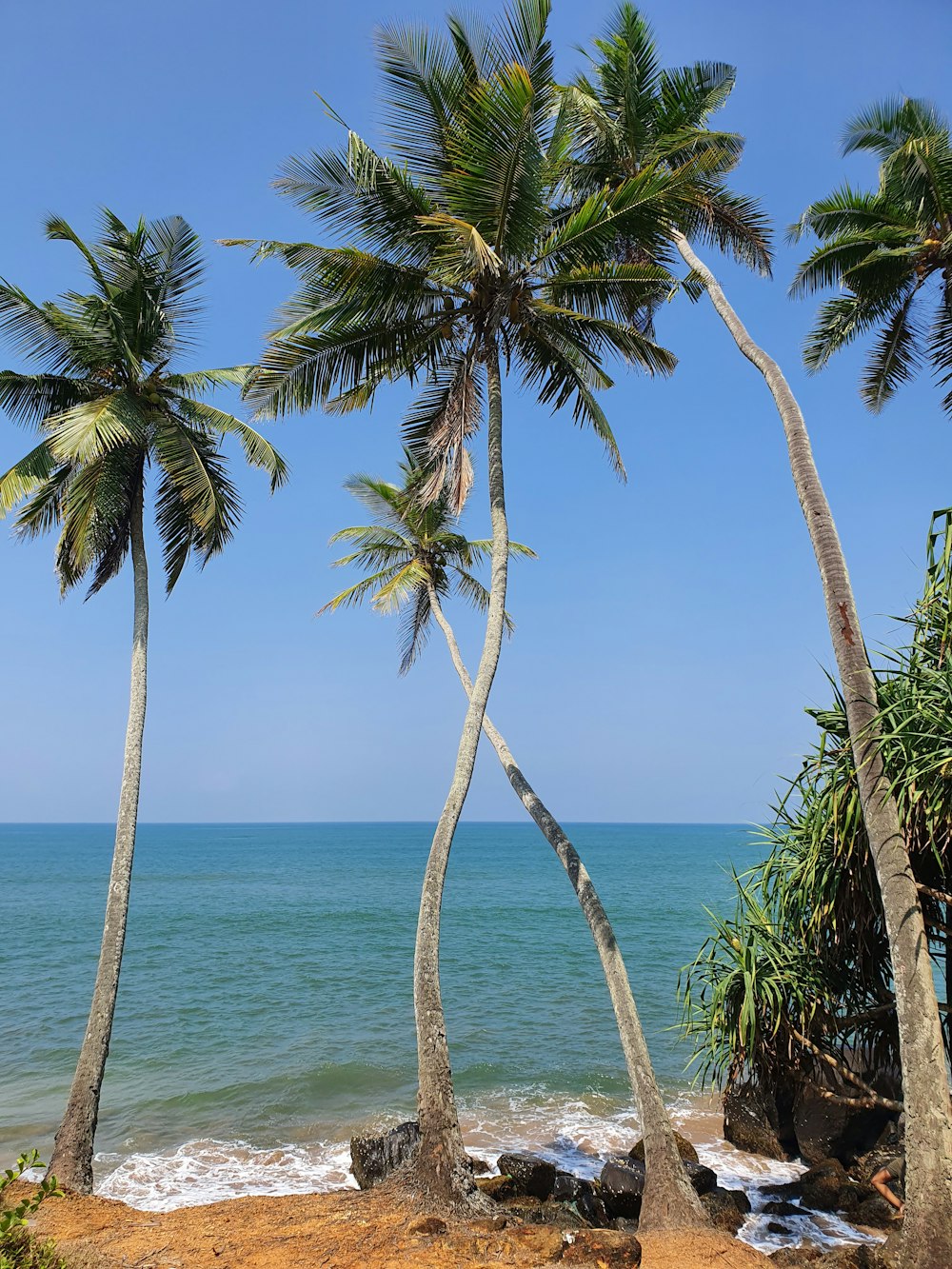 palm trees near body of water during daytime