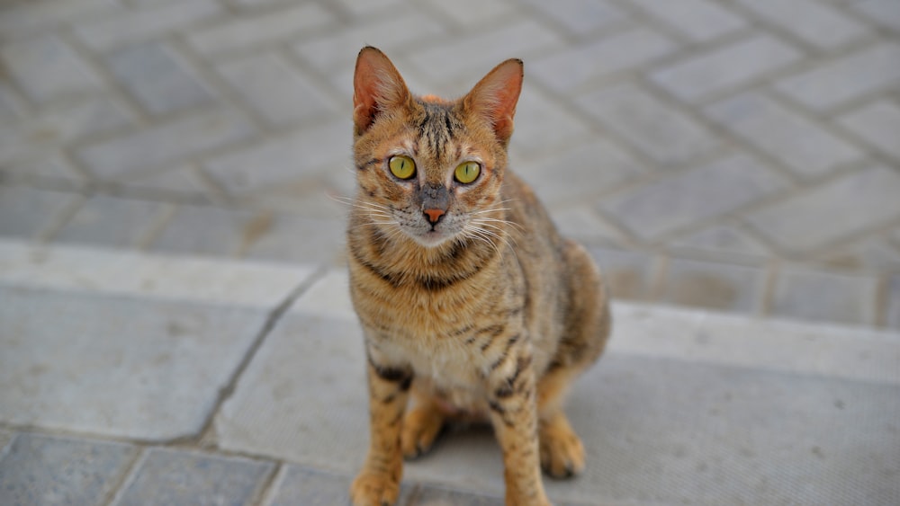 brown tabby cat on gray concrete floor