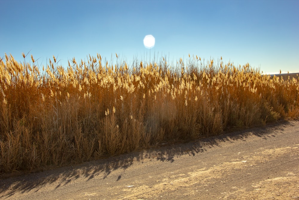 brown wheat field during daytime