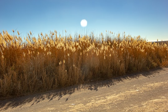 brown wheat field during daytime in Fraserburg South Africa