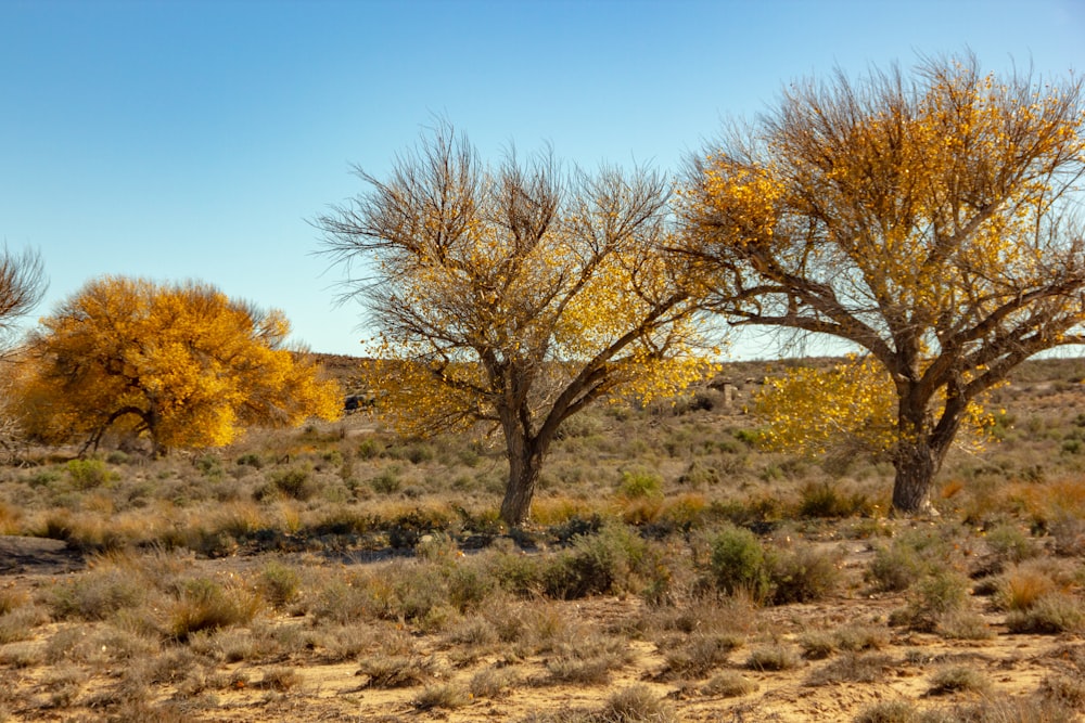 leafless tree on brown field under blue sky during daytime