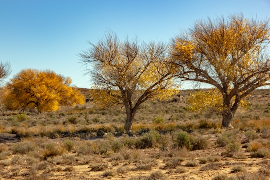 leafless tree on brown field under blue sky during daytime in Fraserburg South Africa