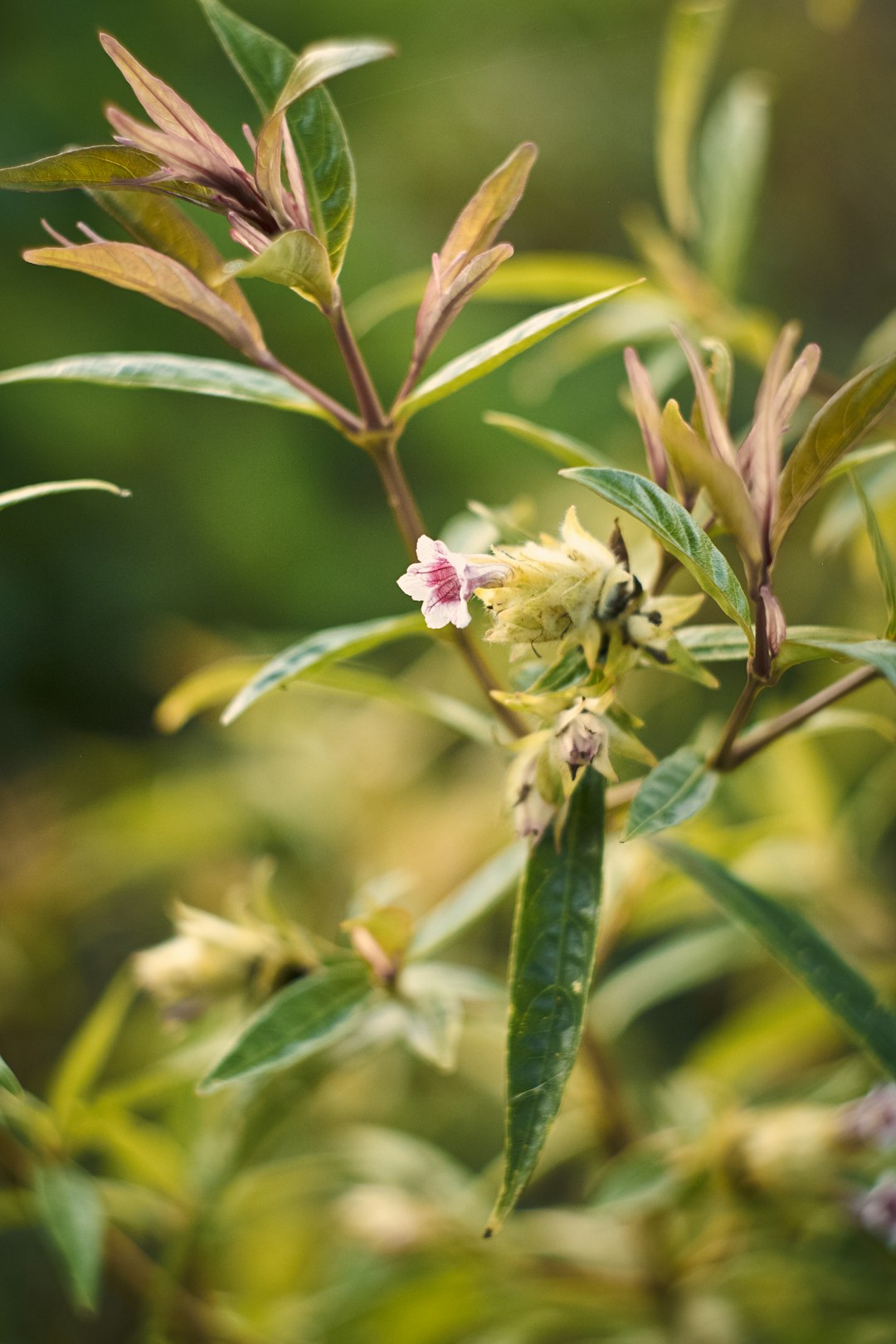 white and yellow flower in tilt shift lens