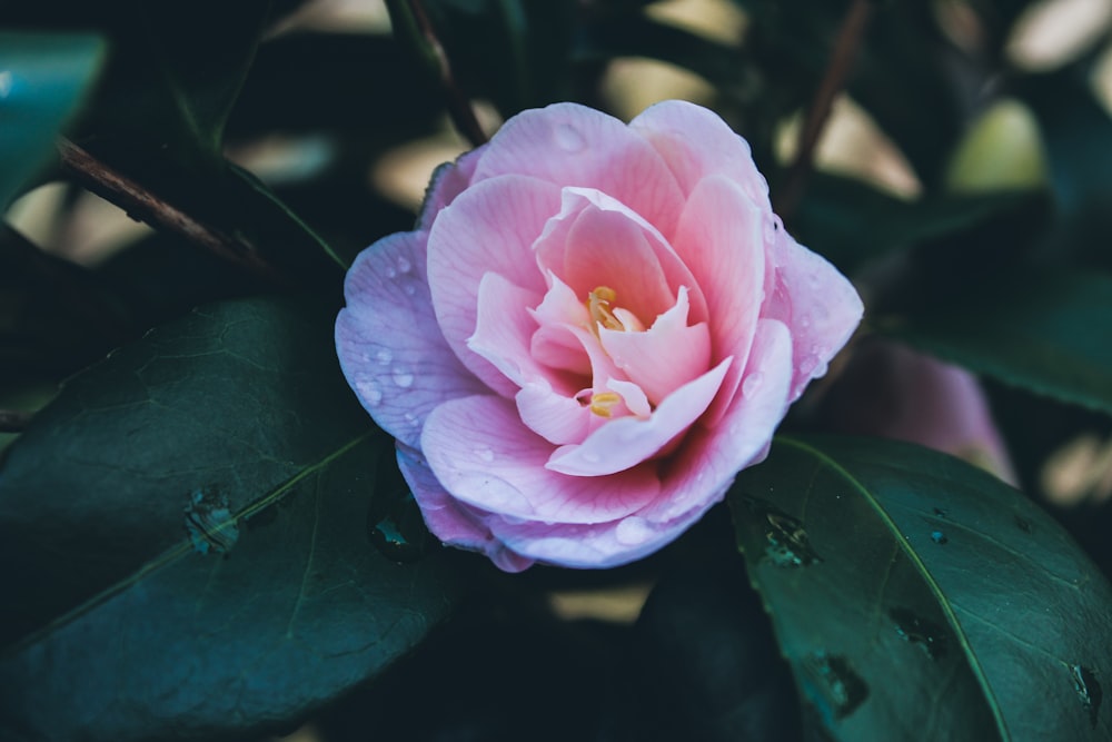 pink flower on green leaves