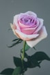 pink rose in bloom close up photo
