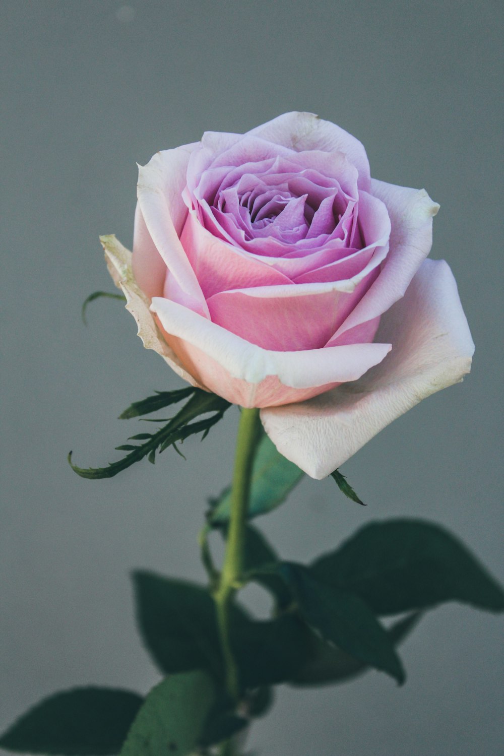 pink rose in bloom close up photo