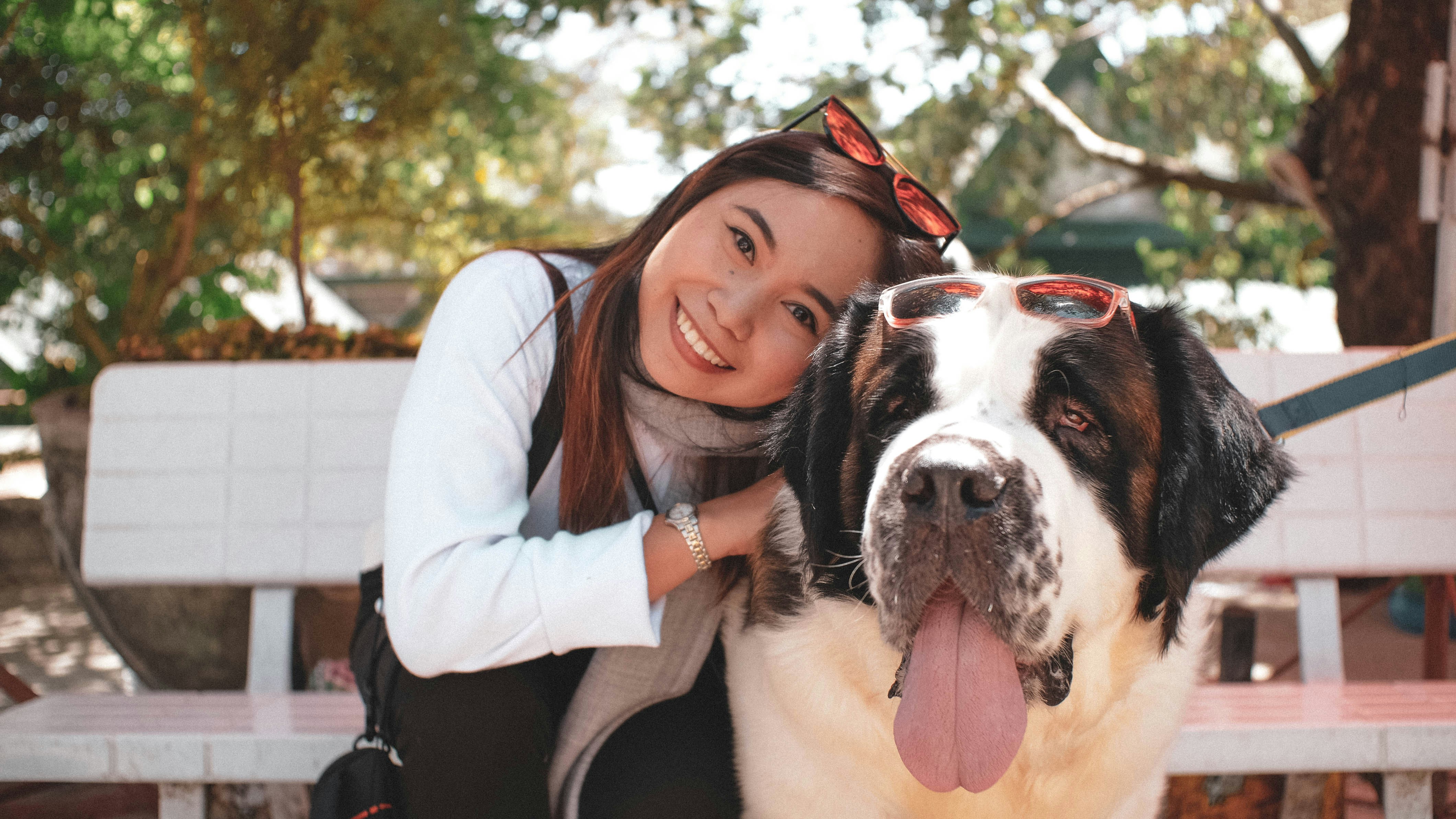 Are St. Bernards Smart
