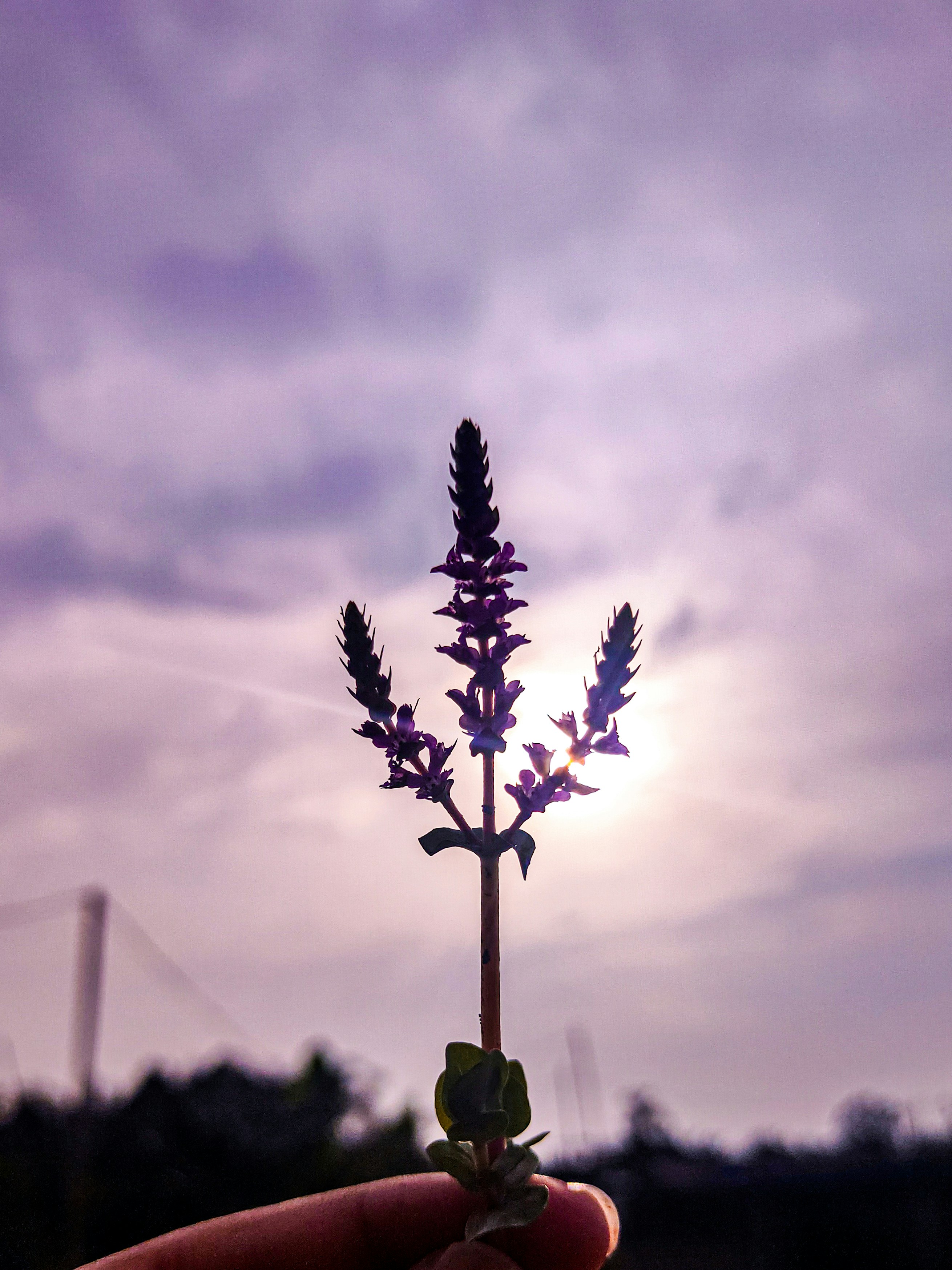 Flowers of Assam