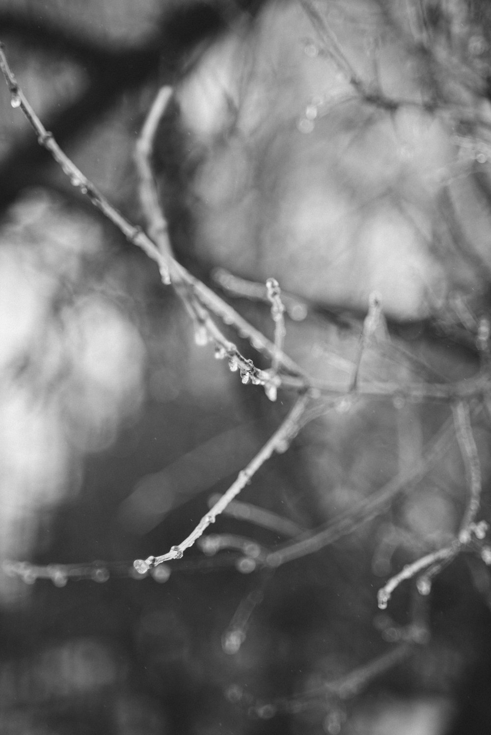 grayscale photo of water droplets on tree branch
