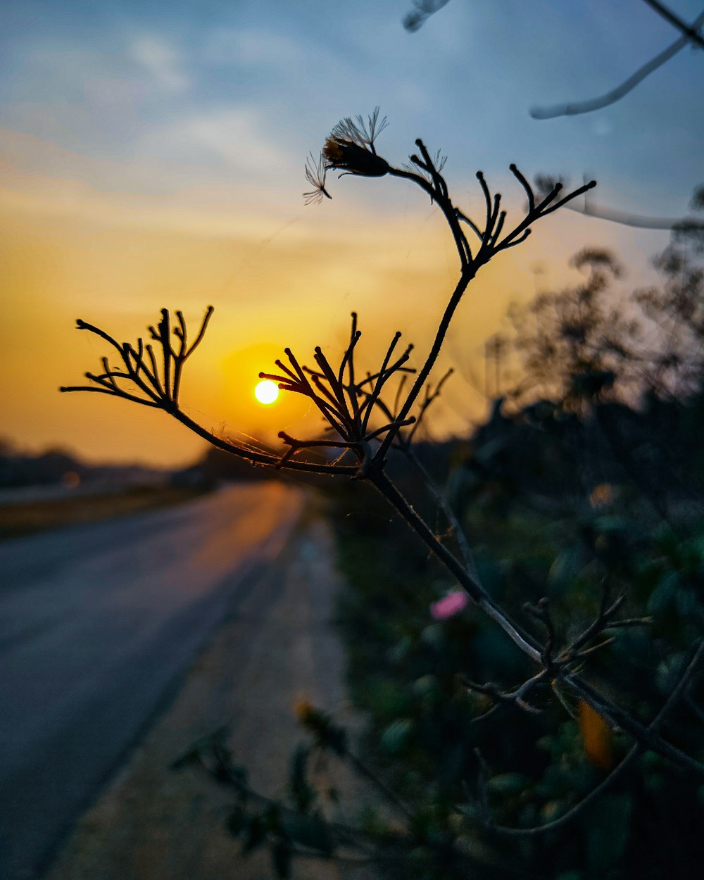 Plante verte sur sable gris au coucher du soleil