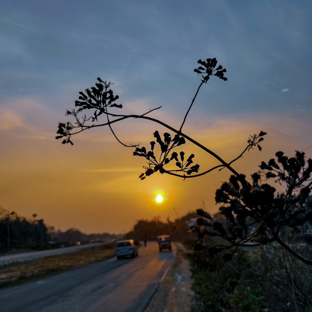 gray asphalt road between green trees during sunset