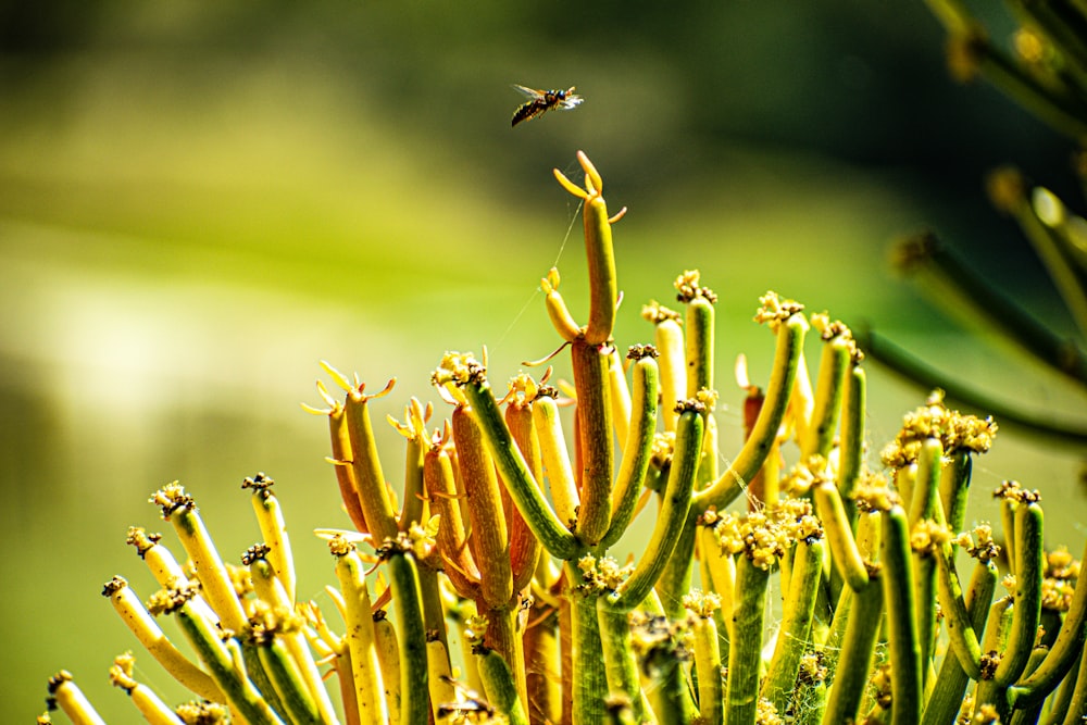 brown and black insect on green plant