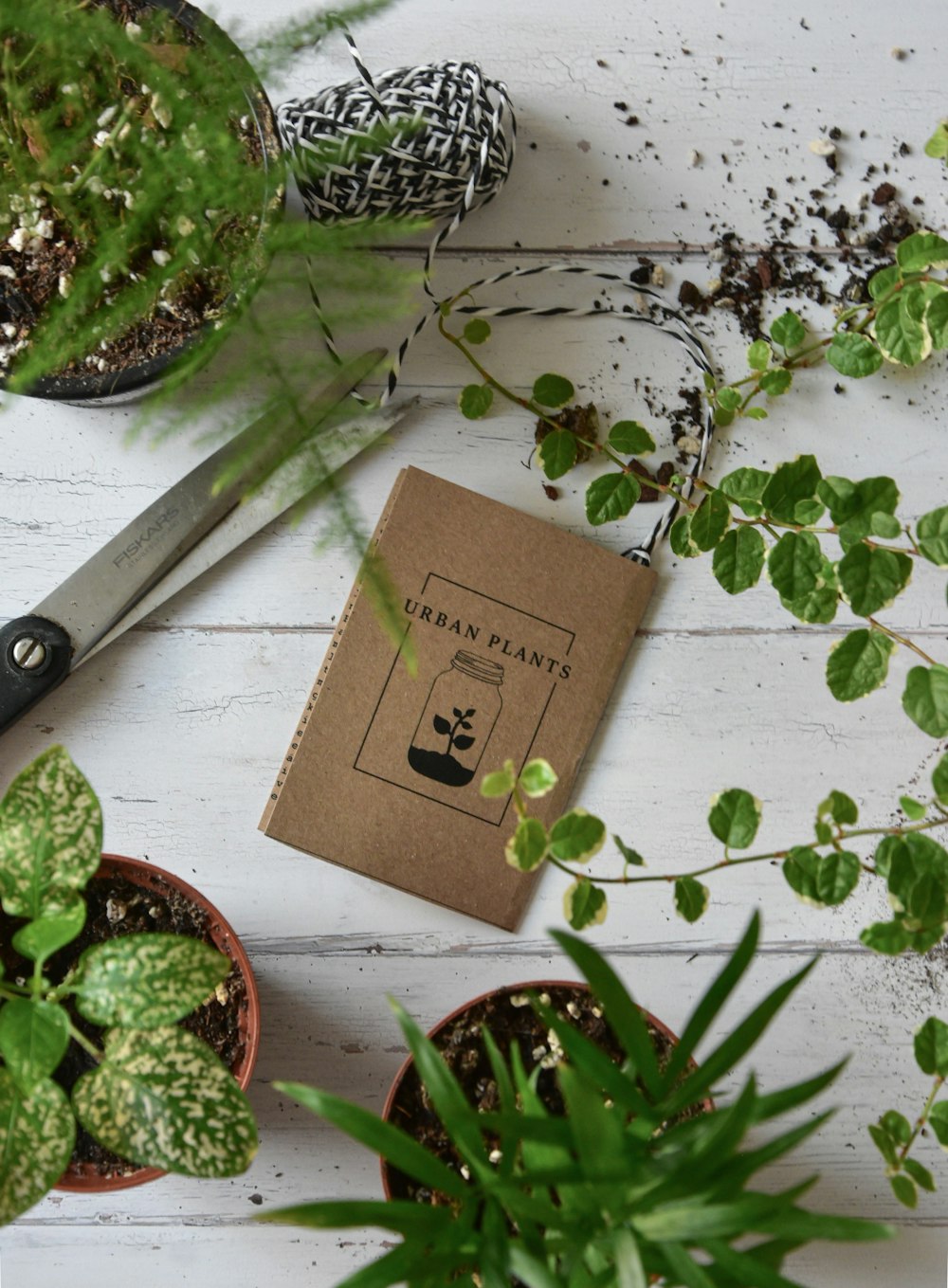 green plant on brown wooden table