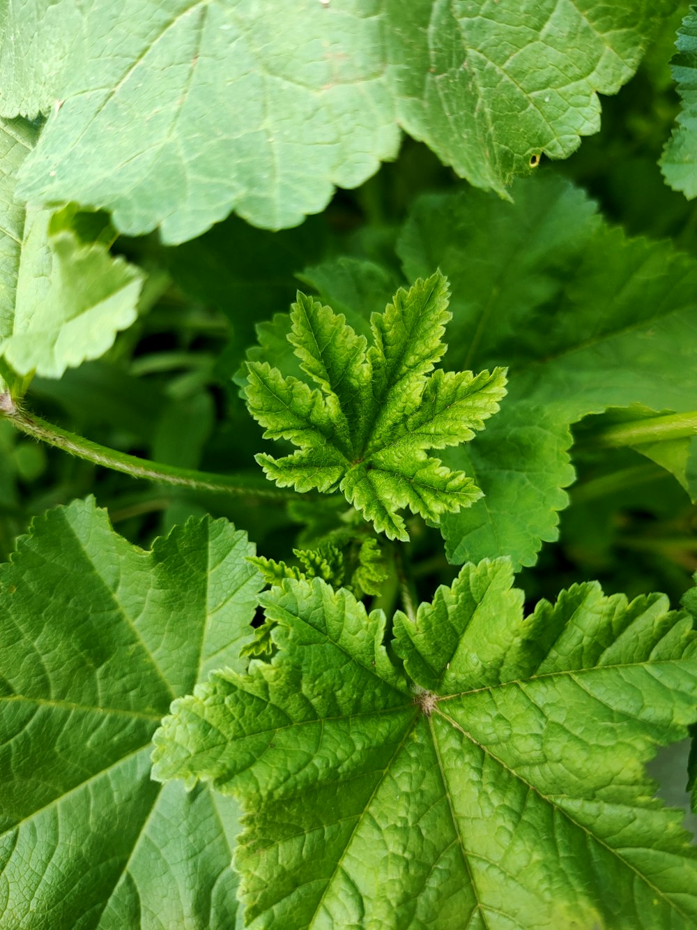 green leaf plant in close up photography