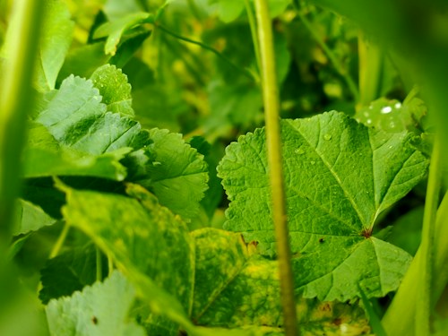 Close-up view of vibrant green leaves with visible textures and water droplets. The scene is lush and dense, comprised predominantly of foliage with a natural and fresh appearance.