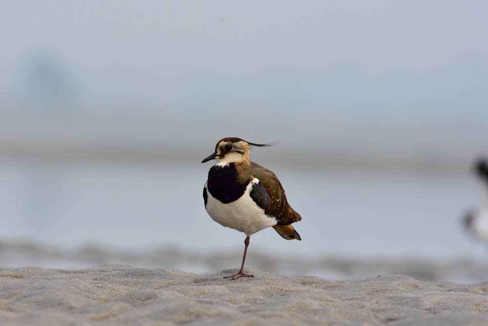 black and white bird on brown sand during daytime