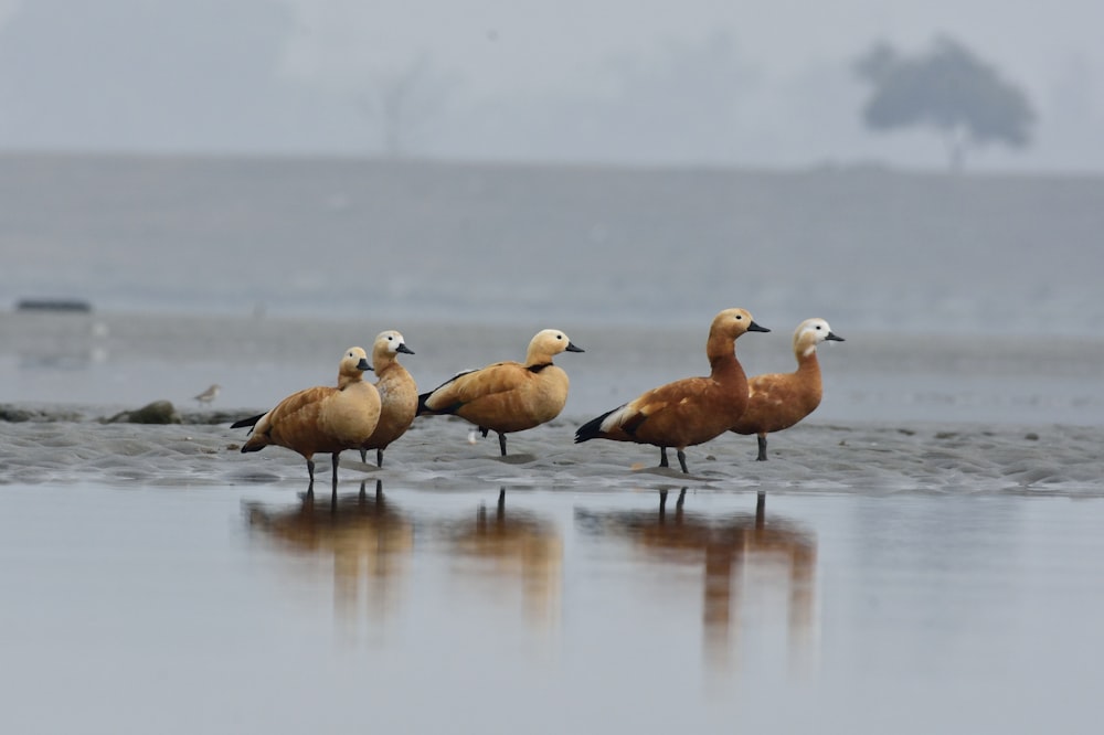 flock of birds on water during daytime