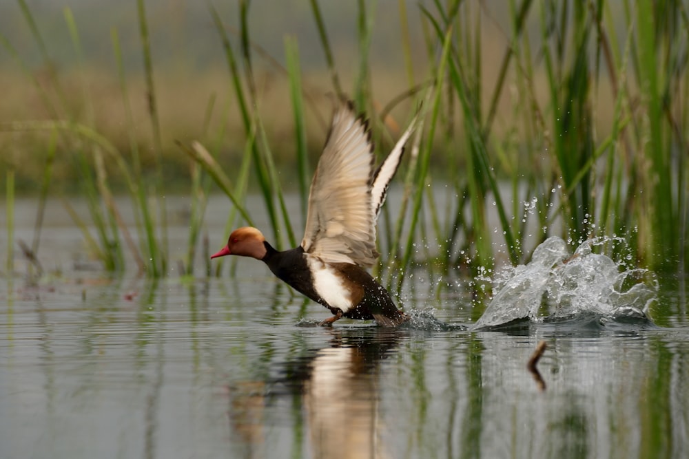 black and white duck on water during daytime