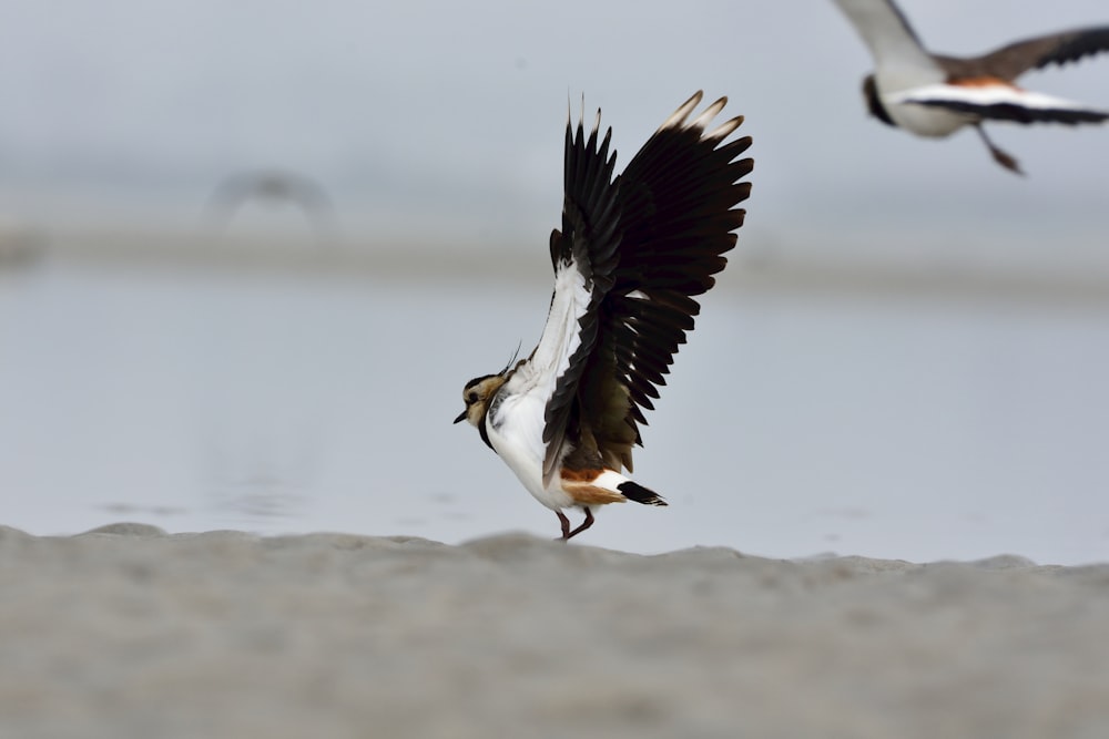 black and white bird flying over the sea during daytime