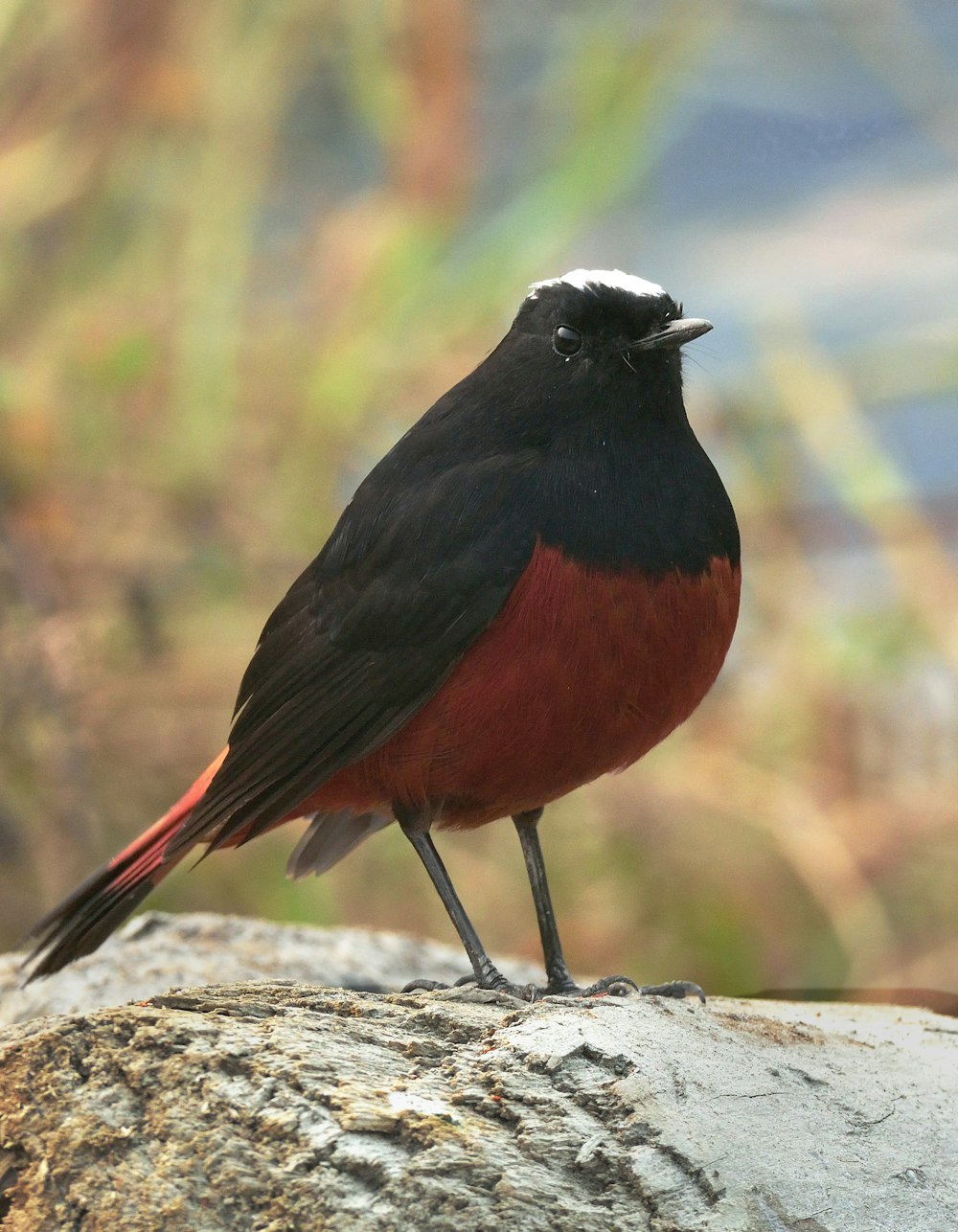 black and red bird on gray rock
