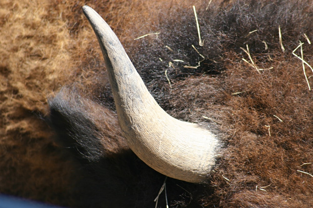 cabeça de animal marrom e branca