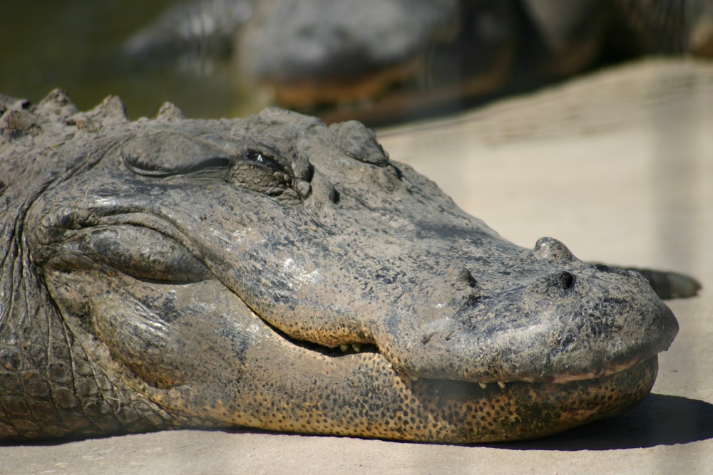 black crocodile on body of water