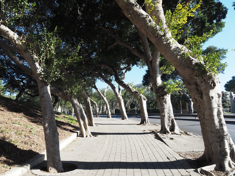 green trees on park during daytime