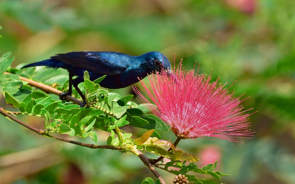 blue and black bird on green plant