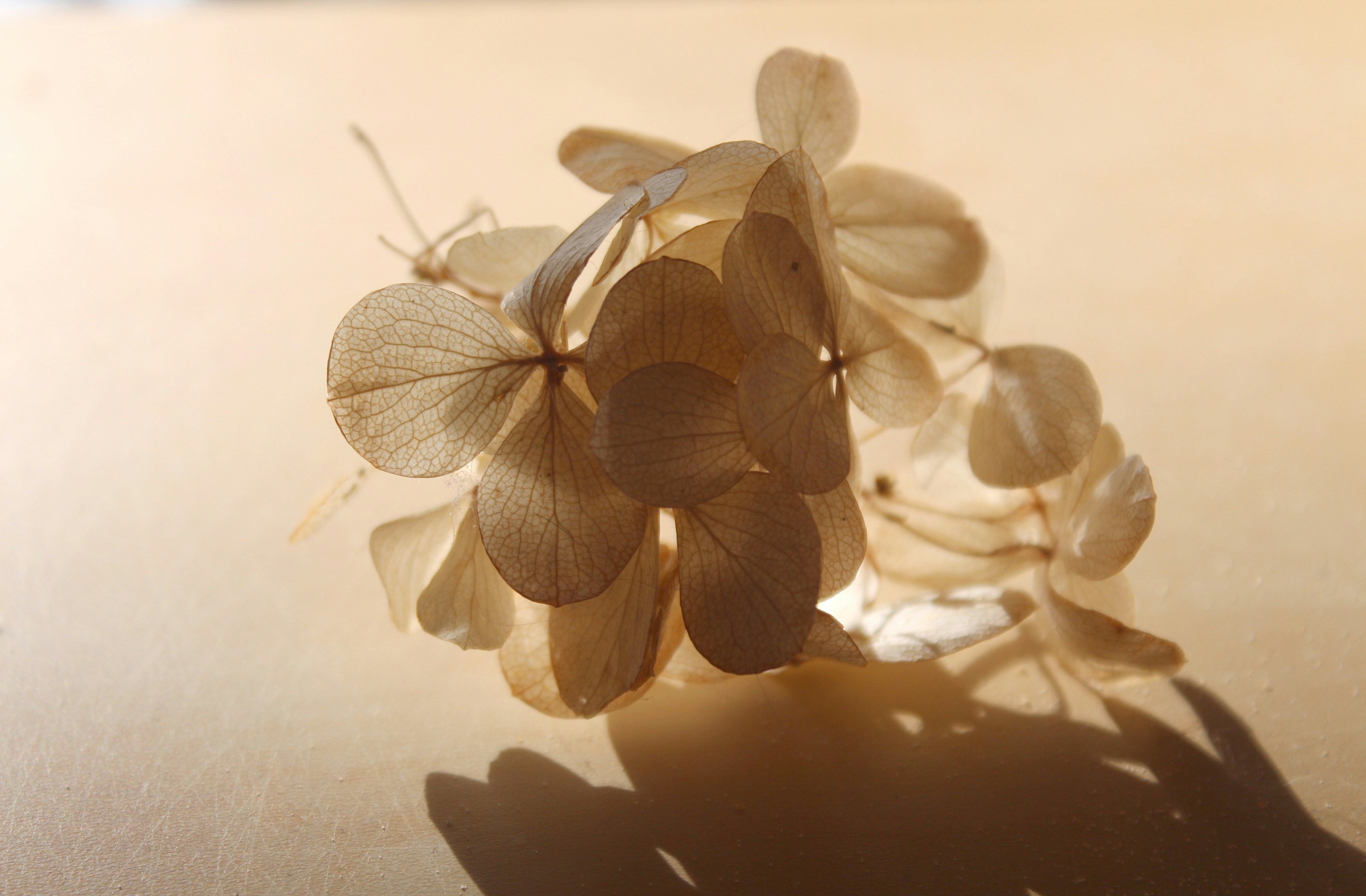 Photo by marusyaionova