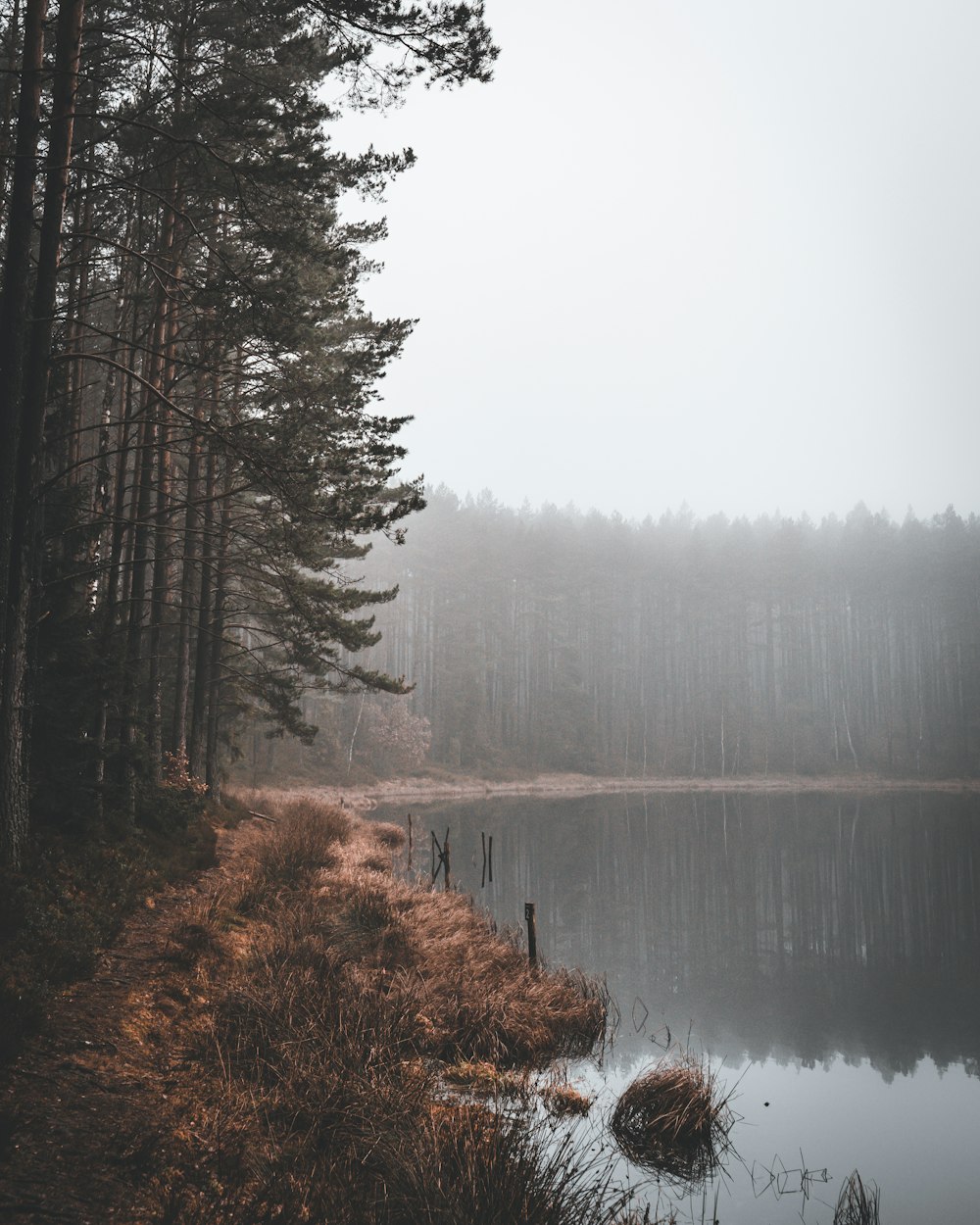 green trees beside lake during foggy weather