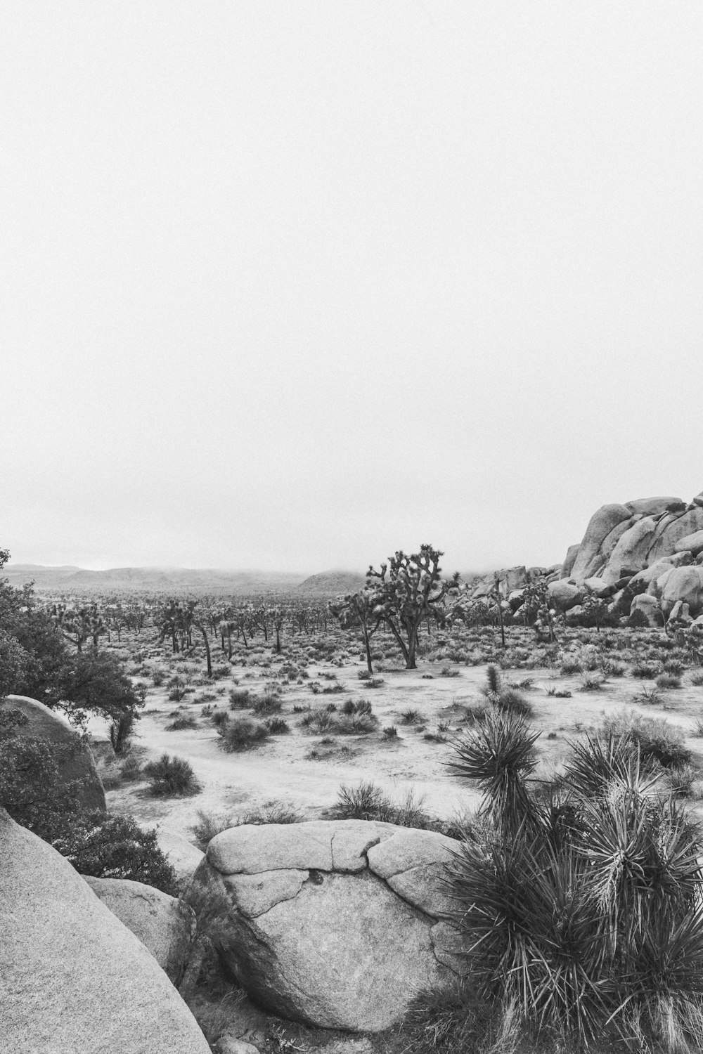 grayscale photo of trees and plants