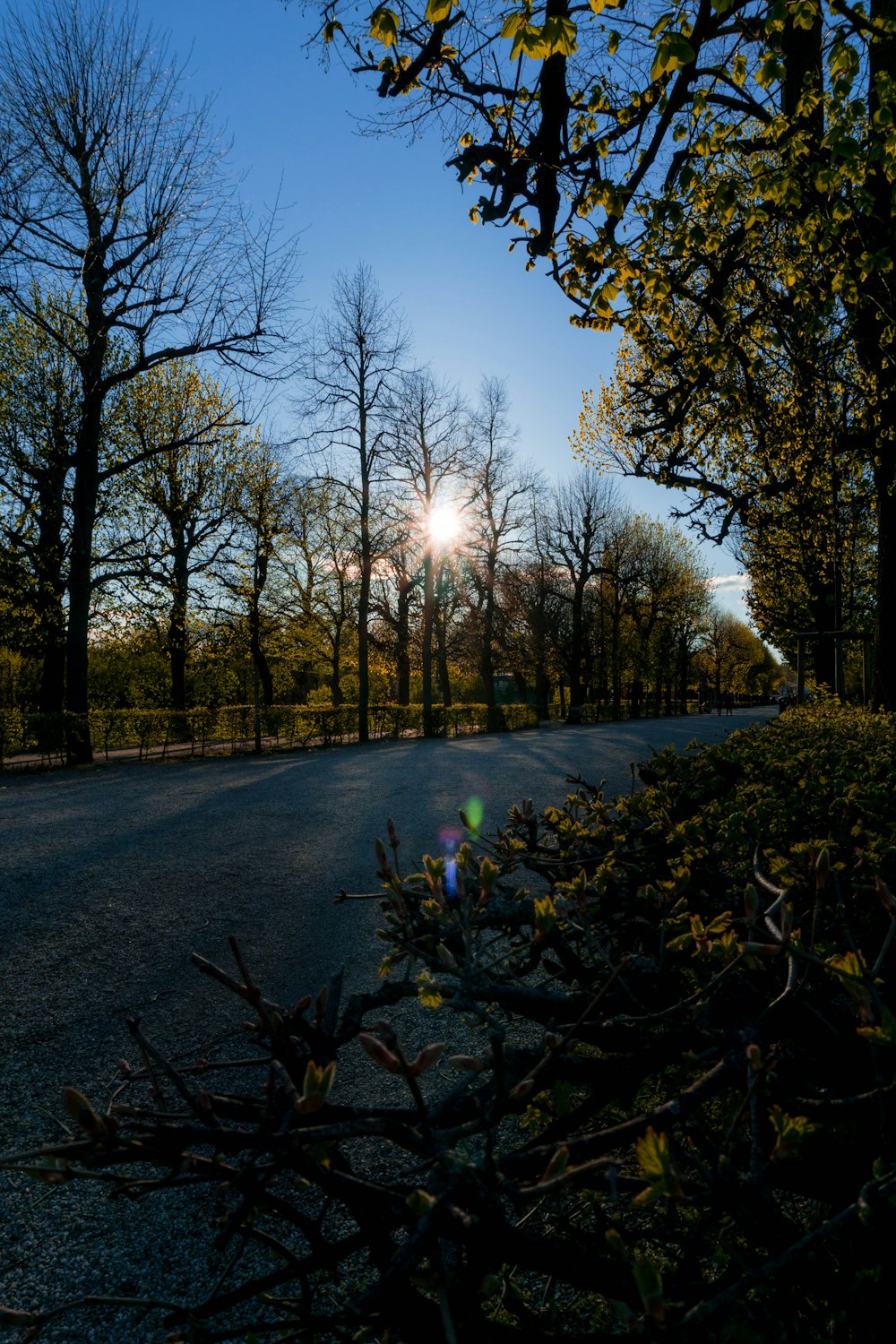 gray asphalt road between trees during daytime