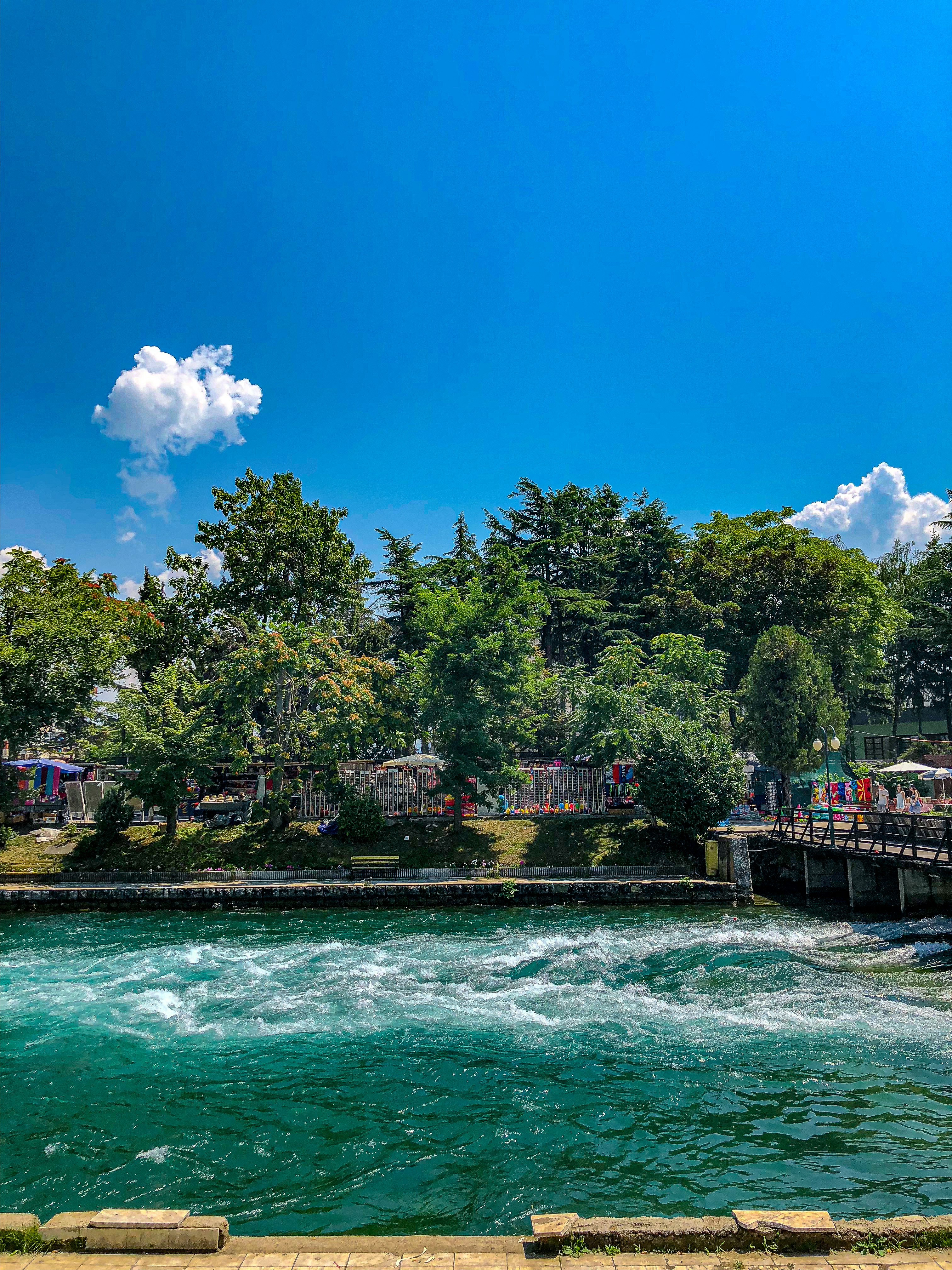 Grüne Bäume in der Nähe von Gewässern während des Tages