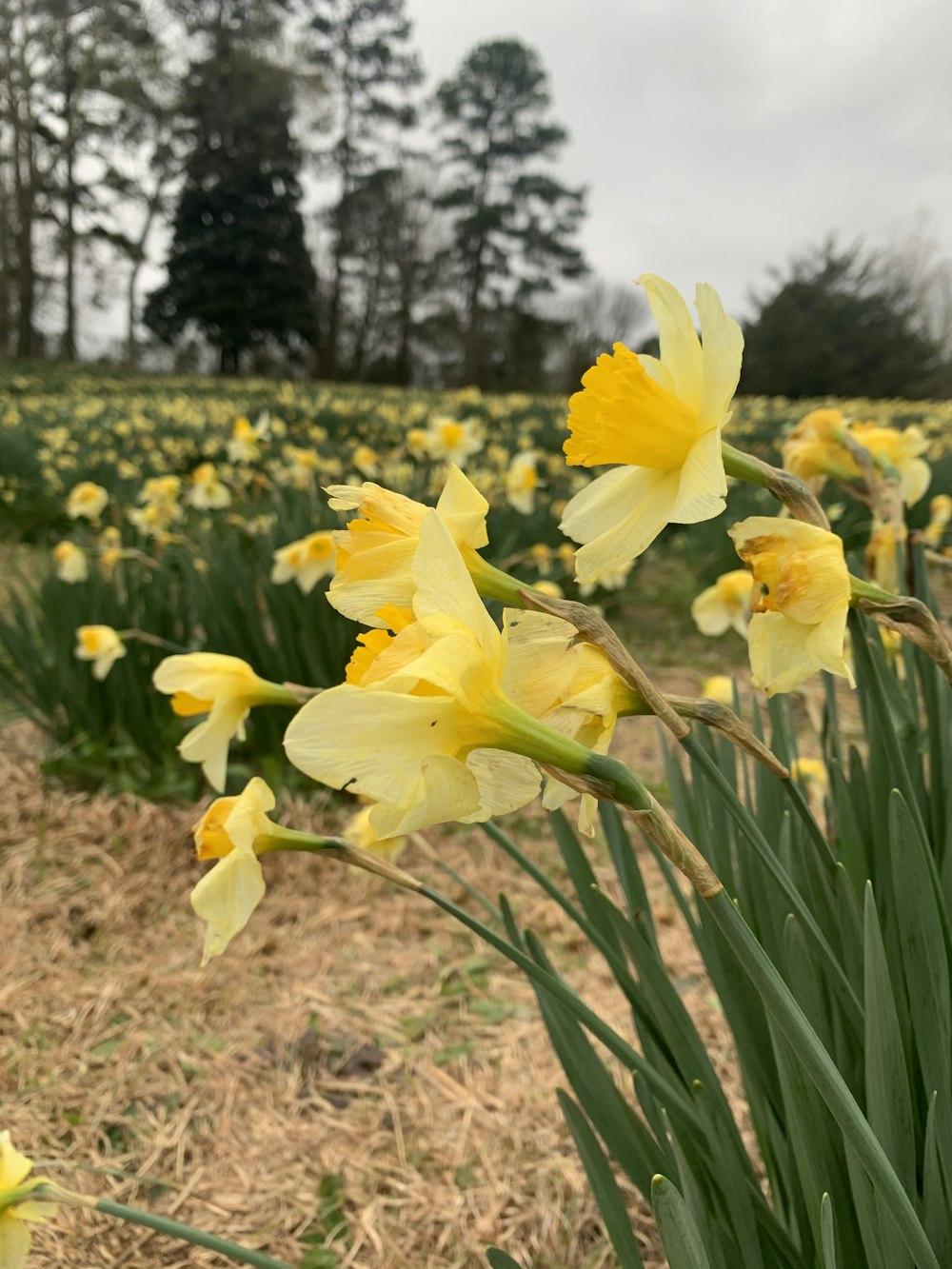 yellow daffodils in bloom during daytime