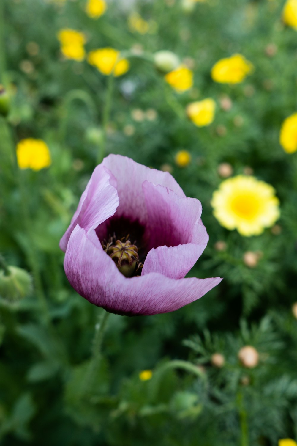 pink and white flower in tilt shift lens