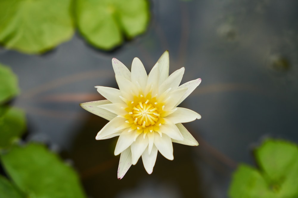 white and yellow flower in tilt shift lens