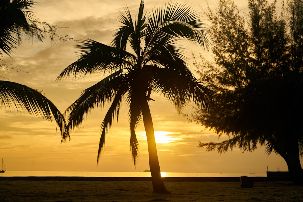palmeira perto do corpo de água durante o pôr do sol