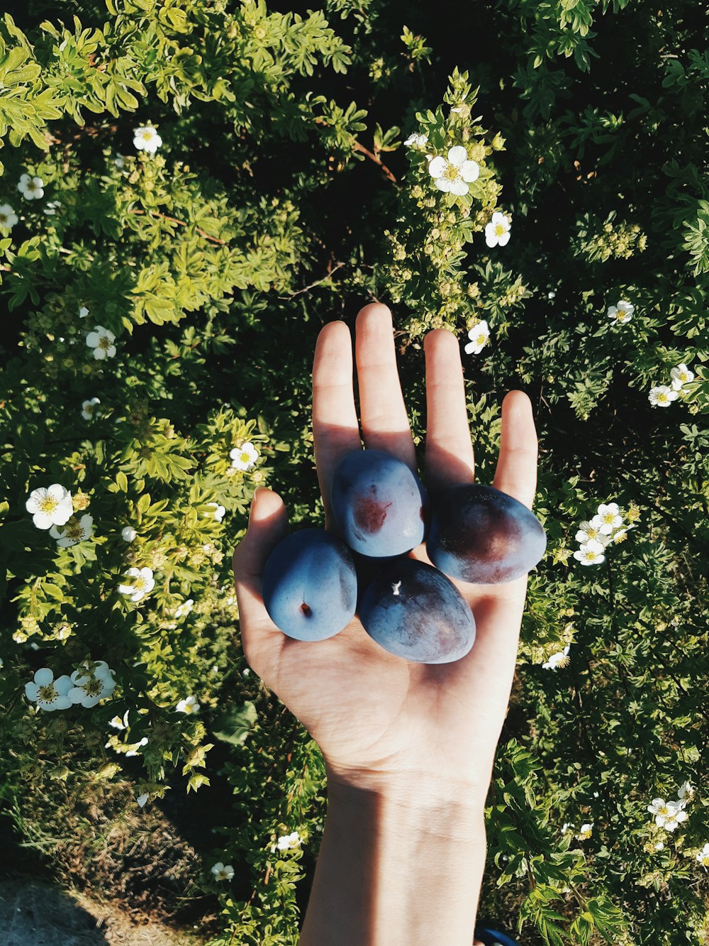 person holding 3 black stones