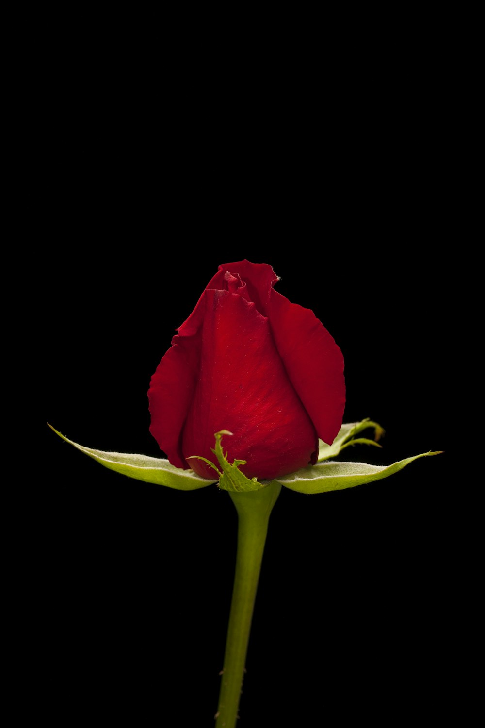 red rose in black background
