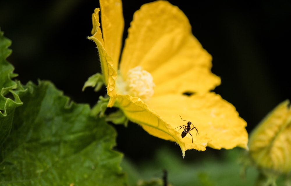 schwarze Ameise auf gelber Blume